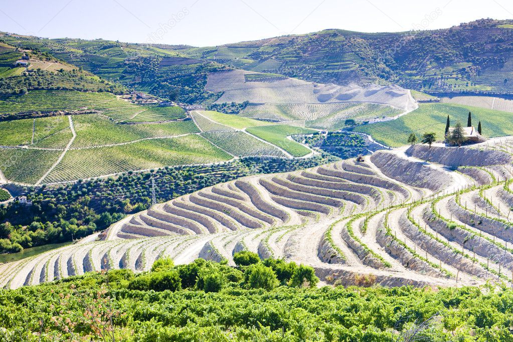 Vineyars in Douro Valley, Portugal