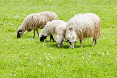 Sheep on meadow, Bosnia and Hercegovina clipart