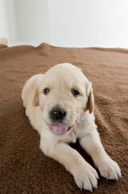 Puppy of golden retriever clipart