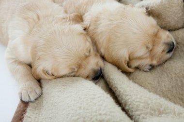 Uyuyan yavru golden retriever