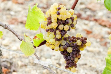 White grape in Sauternes Region, Aquitaine, France clipart