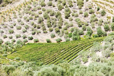 vineyars douro Valley, Portekiz