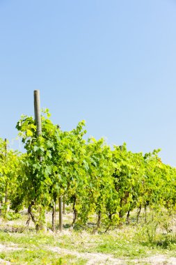 vineyar yakın cereseto, piedmont, İtalya