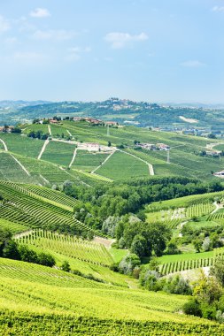 vineyars yakınlarında barbaresco, piedmont, İtalya