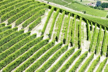 vineyars yakınlarında barbaresco, piedmont, İtalya