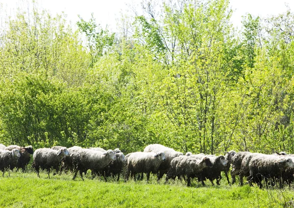Stado owiec, serbia — Zdjęcie stockowe