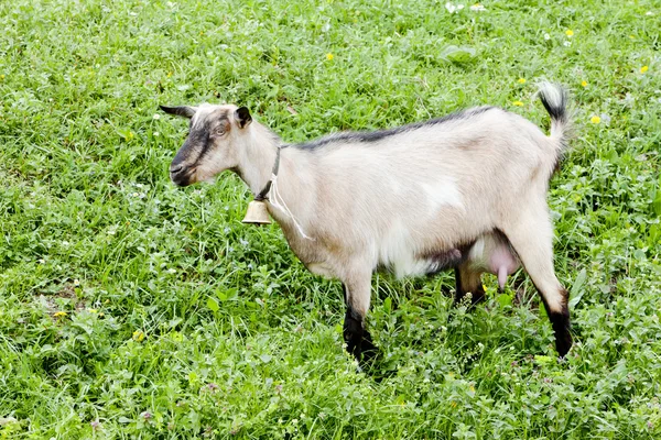 Koza na łące — Zdjęcie stockowe