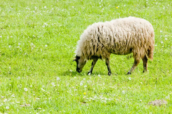 Sheep on meadow, Bosnia and Hercegovina — Stock Photo, Image
