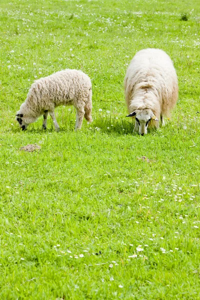 Schafe mit Lamm auf der Weide, Bosnien und Herzegowina — Stockfoto