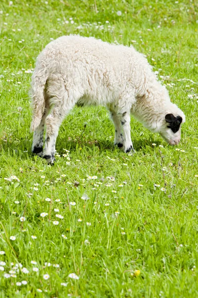 Lamb on meadow, Bosnia and Hercegovina — Stock Photo, Image