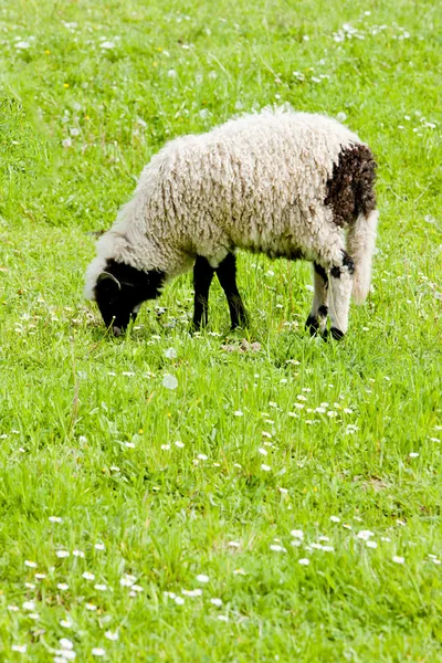 草甸、 波斯尼亚及赫塞哥维纳的羔羊 — 图库照片