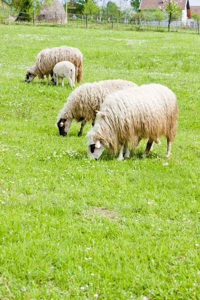 Πρόβατο στο Λιβάδι, Βοσνία- Ερζεγοβίνη — Φωτογραφία Αρχείου