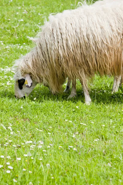 Ovelhas no prado, Bósnia e Herzegovina — Fotografia de Stock