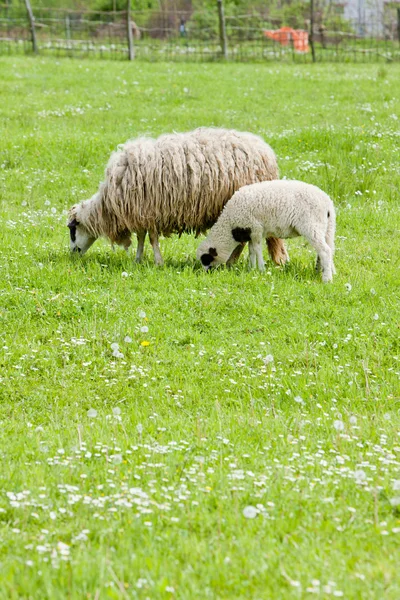 Ovelhas com um cordeiro, Bósnia e Herzegovina — Fotografia de Stock