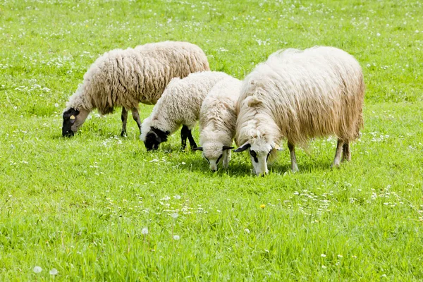 羊の牧草地、ボスニア ・ ヘルツェゴビナ — ストック写真