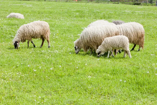 Овцы на лугу, Босния и Герцеговина — стоковое фото