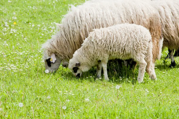 Sheep with a lamb, Bosnia and Hercegovina — Stockfoto