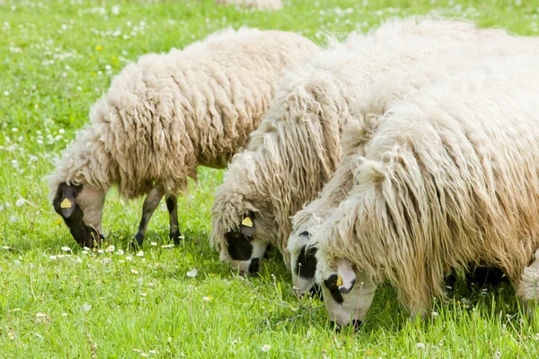 Πρόβατο στο Λιβάδι, Βοσνία- Ερζεγοβίνη — Φωτογραφία Αρχείου