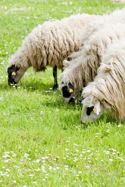 Sheep on meadow, Bosnia and Hercegovina — Stock Photo, Image