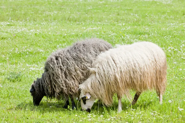 Domba di padang rumput, Bosnia dan Hercegovina — Stok Foto