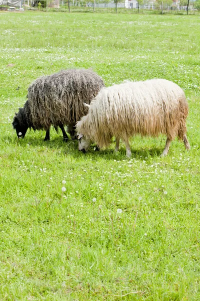 Ovejas en el prado, Bosnia y Herzegovina — Foto de Stock