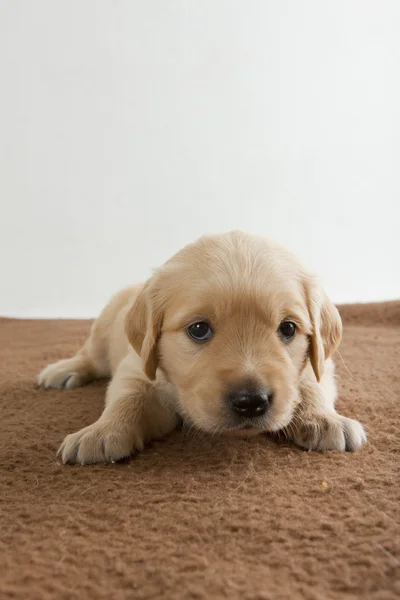 Puppy of golden retriever — Stock Photo, Image