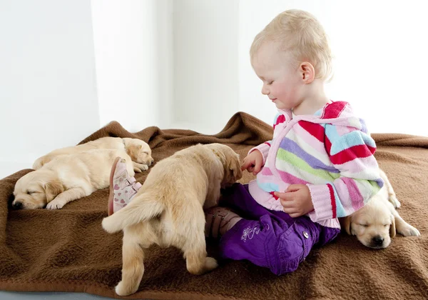 Kleines Mädchen spielt mit Welpen des Golden Retrievers — Stockfoto