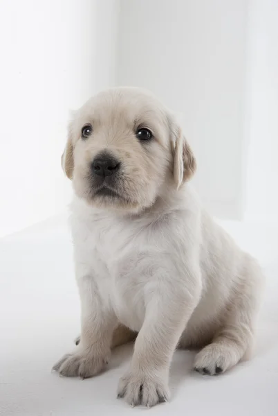 Puppy van golden retriever — Stockfoto