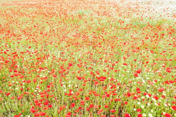 Lato łąka w kwiat — Zdjęcie stockowe