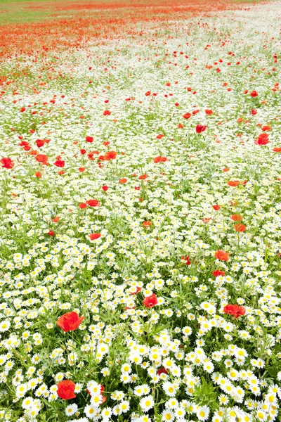 꽃 여름 초원 — 스톡 사진