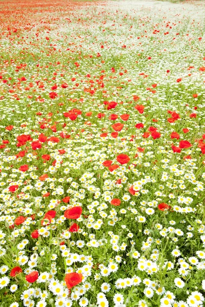 Blühende Sommerwiese — Stockfoto
