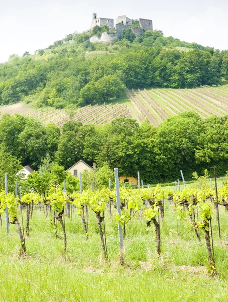 Ruínas do Castelo de Falkenstein com vinha, Baixa Áustria, Austri — Fotografia de Stock