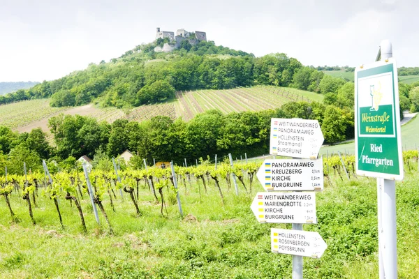 A szőlő, Alsó-Ausztria, Austrias vagy hab. Falkenstein vár romjai — Stock Fotó