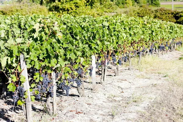 Wijngaard in bordeaux regio, aquitaine, Frankrijk — Stockfoto