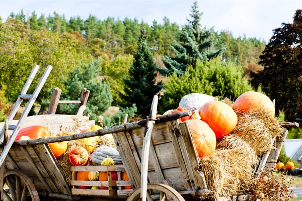 stock image Still life of pumpkins on cart