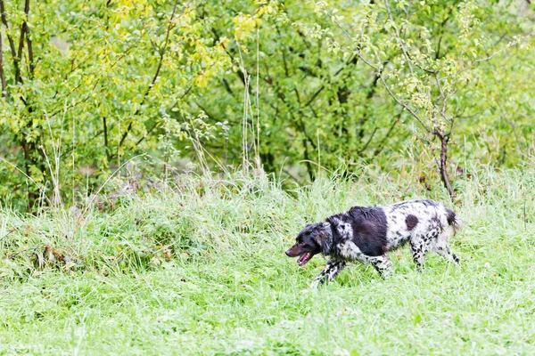 Running hunting dog — Stock Photo, Image