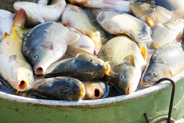 Fische im Bottich während der Teichernte — Stockfoto