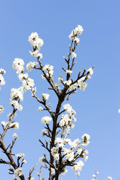 Dettaglio dell'albero dei fiori — Foto Stock
