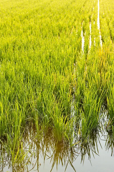 Рисові поля поблизу Tornaco, П'ємонт, Італія — стокове фото