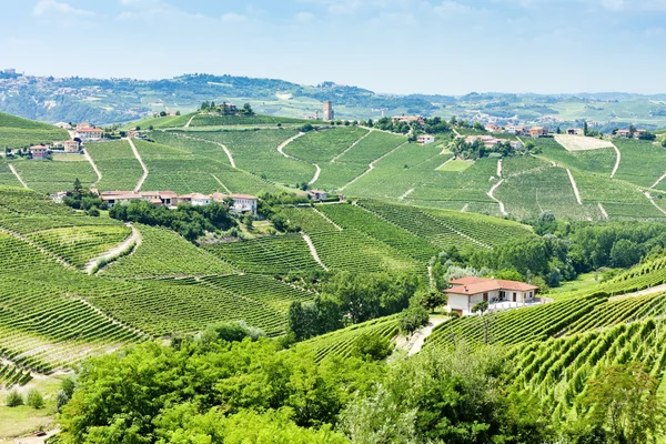 Vineyars w pobliżu barbaresco, Piemontu, Włochy — Zdjęcie stockowe