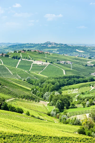 Vineyars in de buurt van barbaresco, Piemonte, Italië — Stockfoto