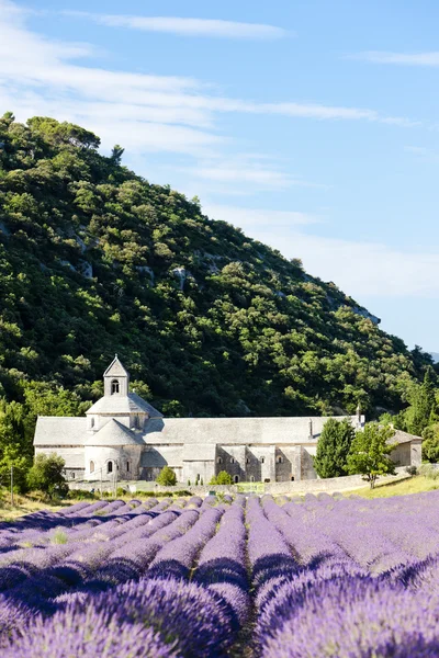 ラベンダー畑、プロヴァンス、フランスとセナンク修道院 — ストック写真