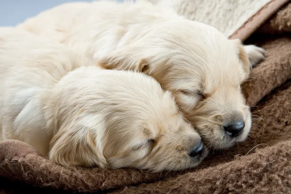 Sleeping puppies of golden retriever Stock Photo