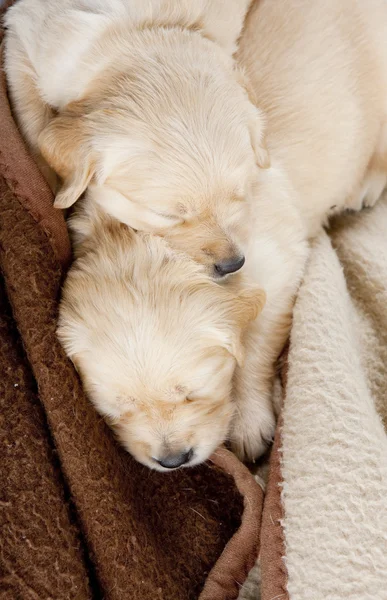 Sleeping puppies of golden retriever Royalty Free Stock Photos