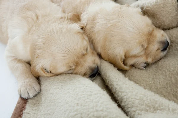 Sleeping puppies of golden retriever Stock Image