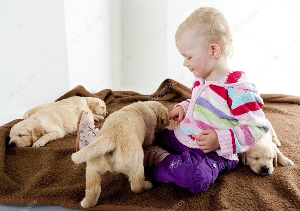 Little girl playing with puppies of golden retriever