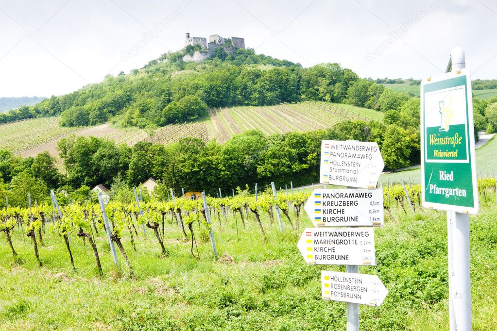 Ruins of Falkenstein Castle with vineyard, Lower Austria, Austri