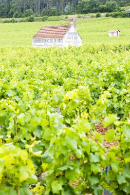 Vineyards near Gevrey-Chambertin, Cote de Nuits, Burgundy, Franc clipart