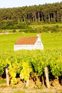 gevrey-chambertin yakınındaki üzüm bağları cote de nuits, Bordo, Frangı