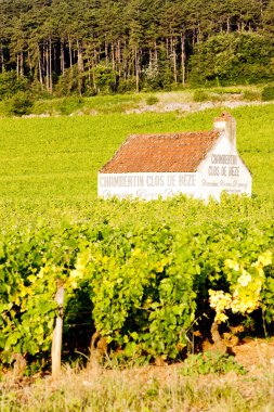 gevrey-chambertin yakınındaki üzüm bağları cote de nuits, Bordo, Frangı